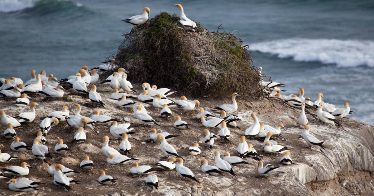 Gannet Colony in New Zealand - Best Time
