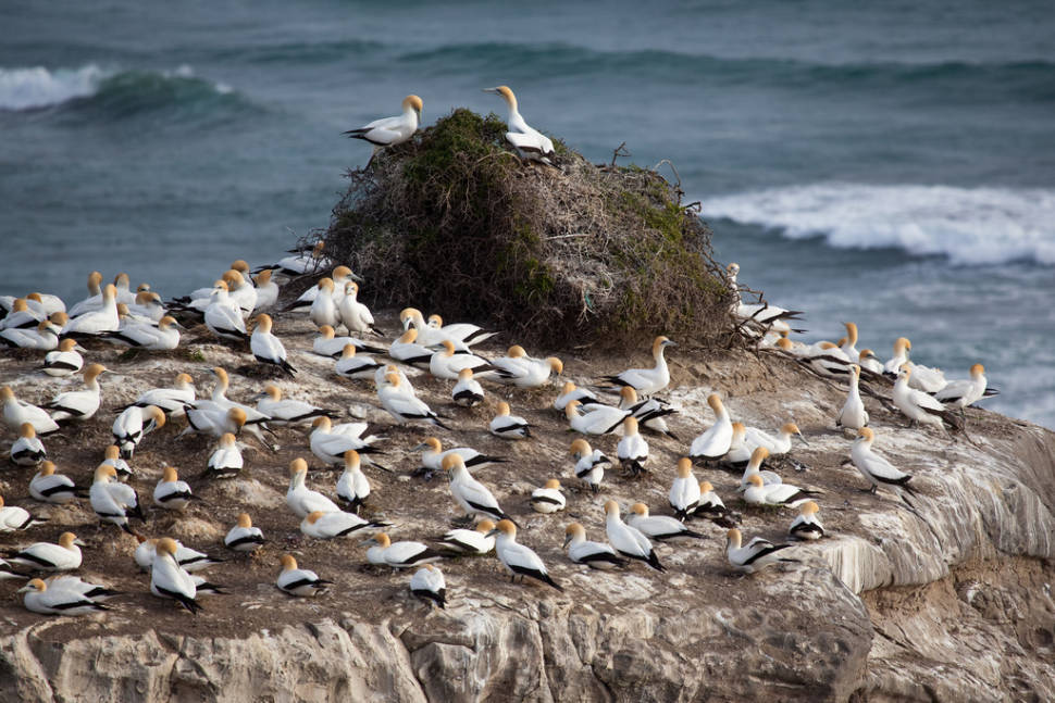 Gannet Colony in New Zealand - Best Time