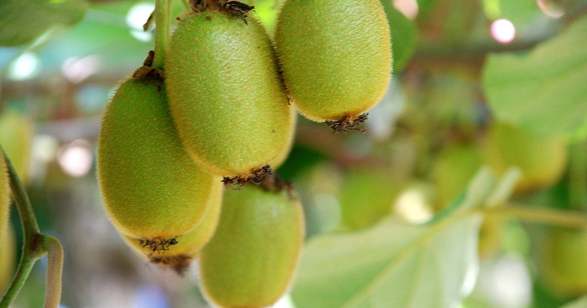 Golden Kiwifruit in New Zealand - Best Time