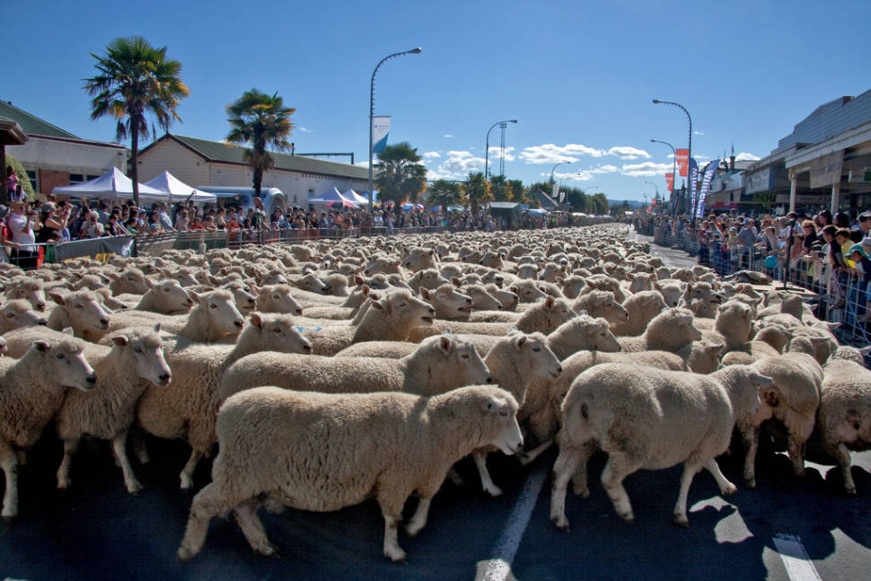 Best time for Great New Zealand Muster in New Zealand