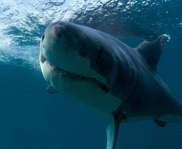 Great White Shark Cage Diving in New Zealand - Best Season