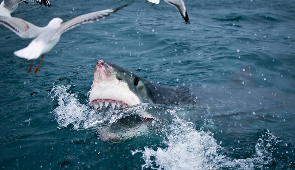 Great White Shark Cage Diving in New Zealand - Best Time