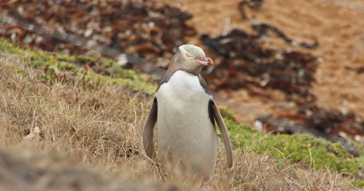 Hoiho–Yellow-Eyed Penguin in New Zealand - Best Time