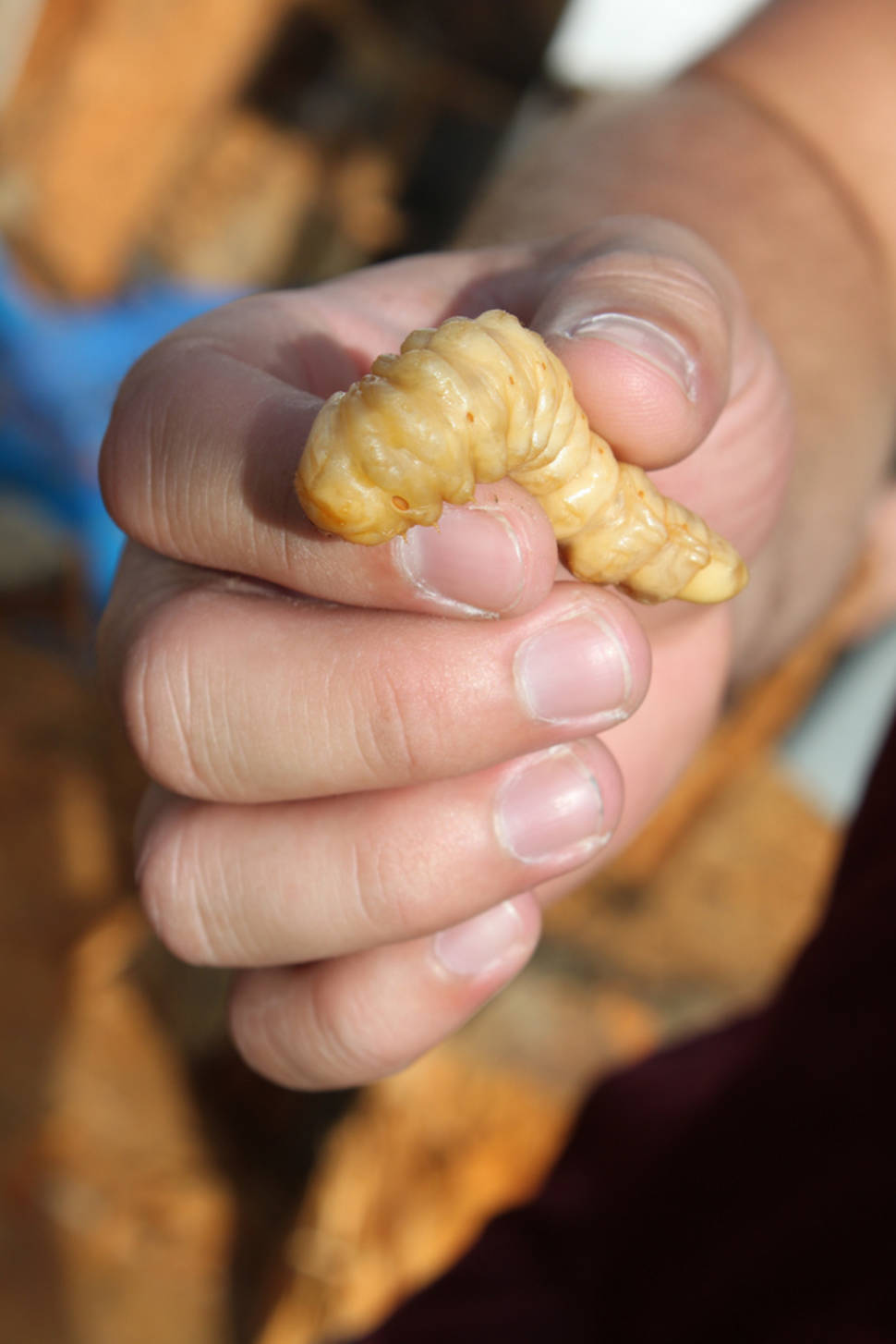 Best time for Huhu Beetle Grub in New Zealand