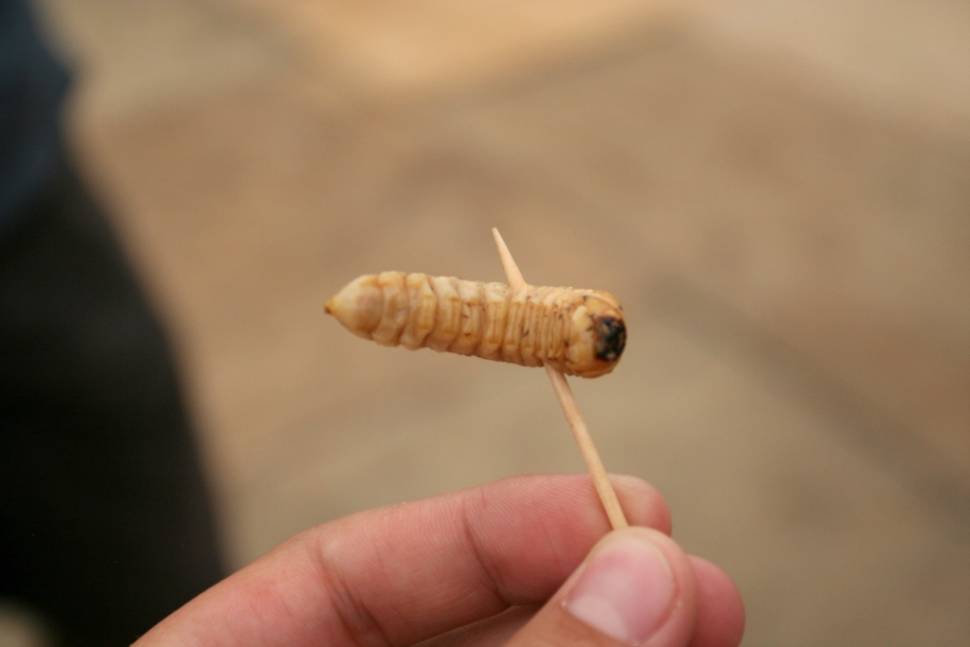 Huhu Beetle Grub in New Zealand - Best Time