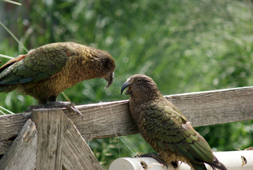 Best time to see Kea Bird in New Zealand