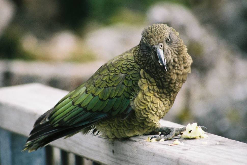 Best time for Kea Bird in New Zealand