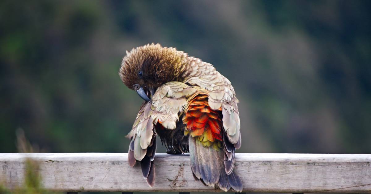 Kea Bird in New Zealand - Best Time