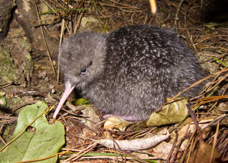 Little spotted kiwi. Chick.