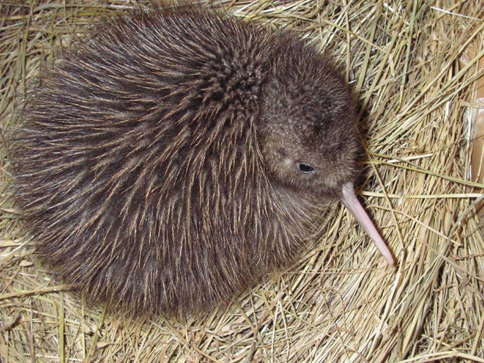Okarito brown kiwi. Chick.
