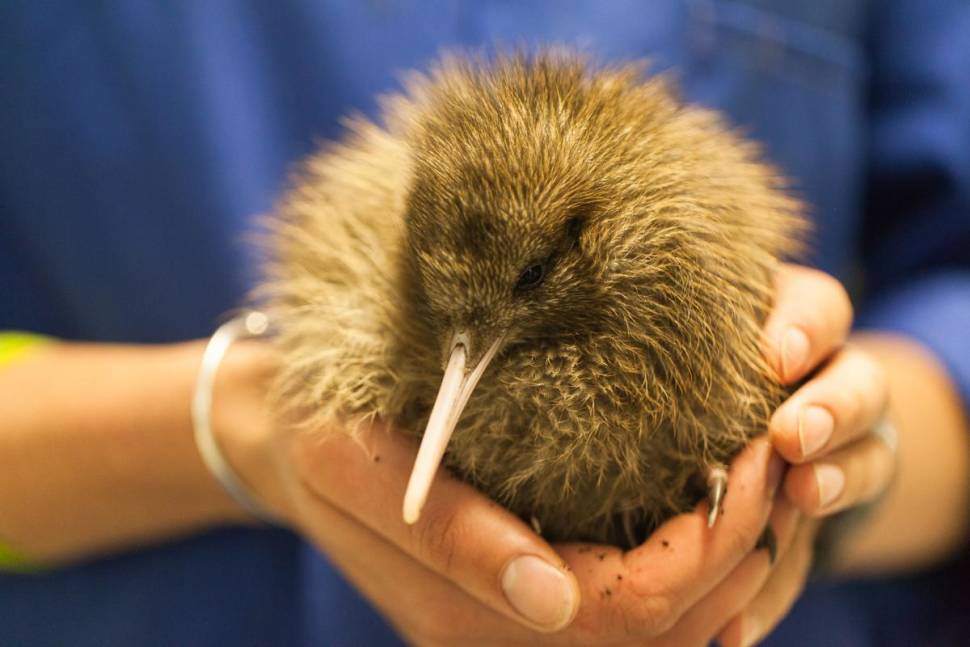 Southern brown kiwi. Captive-bred Haast tokoeka chick.