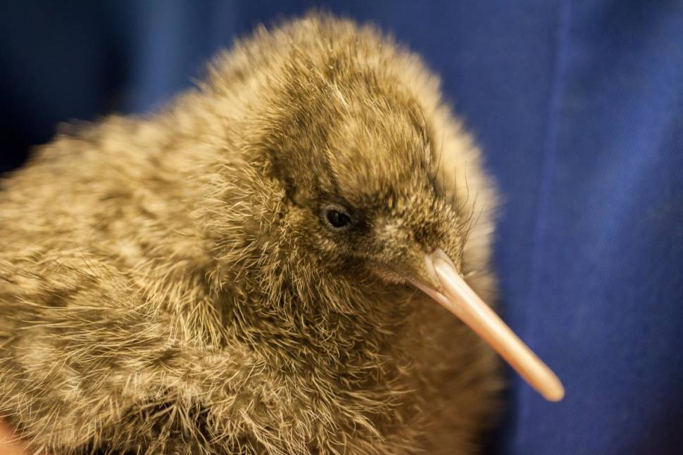 Great spotted kiwi. Captive-bred chick.