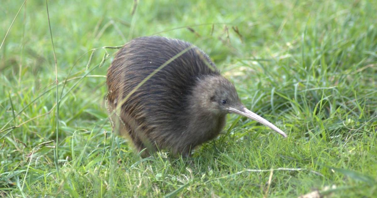 Kiwis' Breeding Season in New Zealand - Best Time