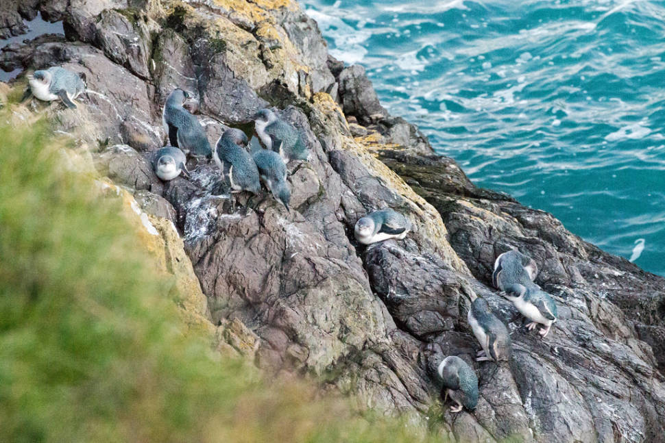 Kororā (Little Penguin) Breeding Season in New Zealand - Best Season