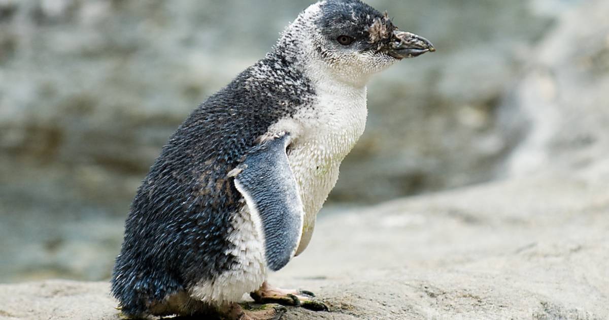 Kororā (Little Penguin) Breeding Season in New Zealand - Best Time