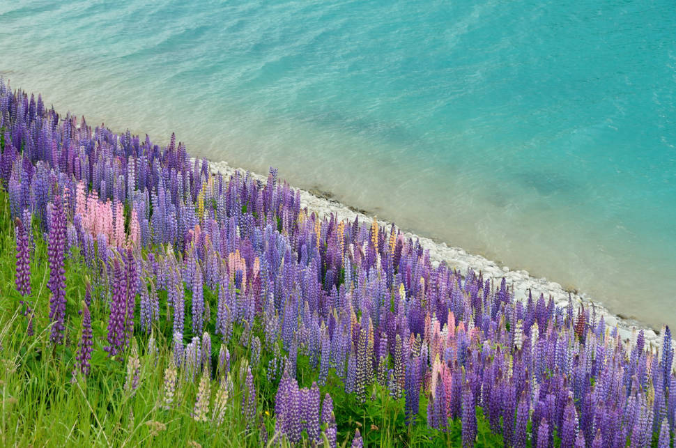 Lupin invasion at Lake Tekapo