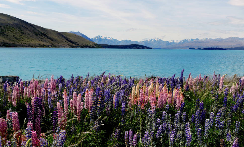 Lupin Spotting in New Zealand - Best Season