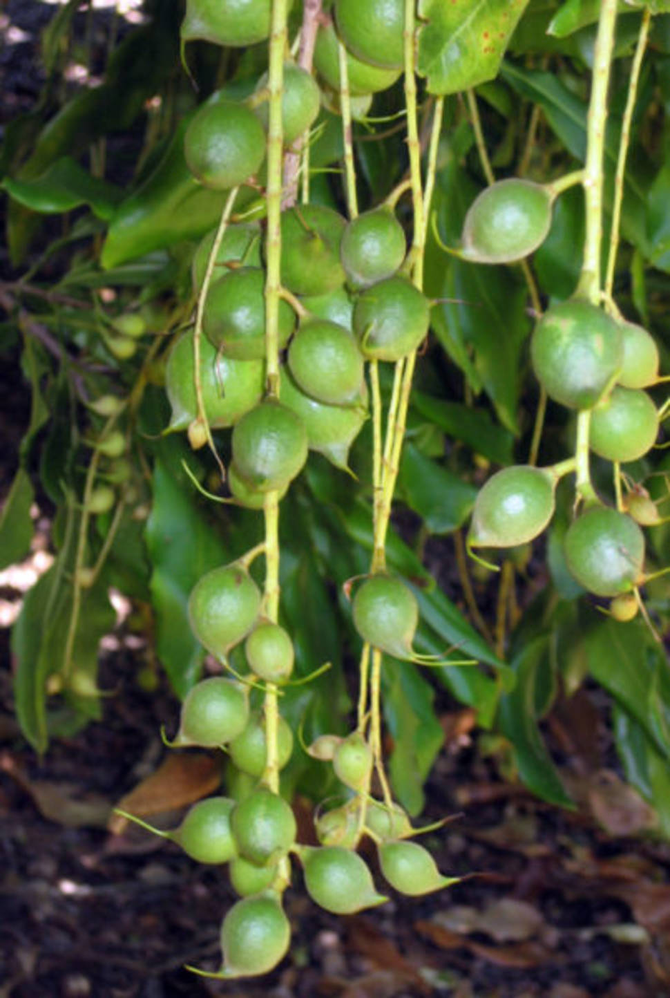 Macadamia Nuts in New Zealand - Best Season