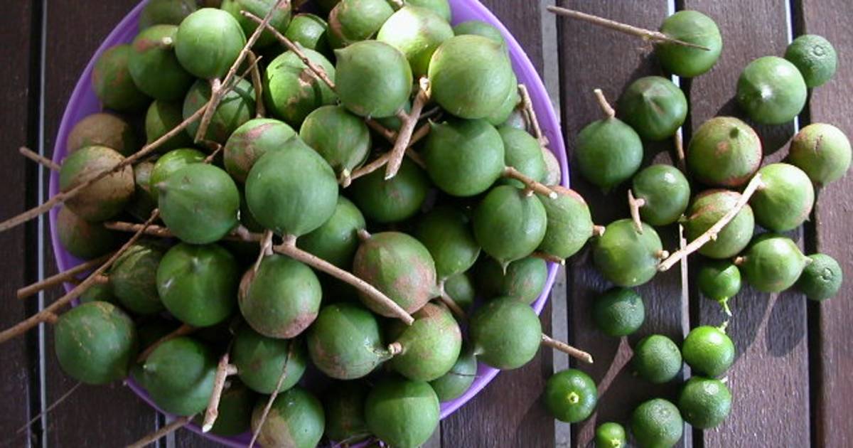 Macadamia Nuts in New Zealand - Best Time