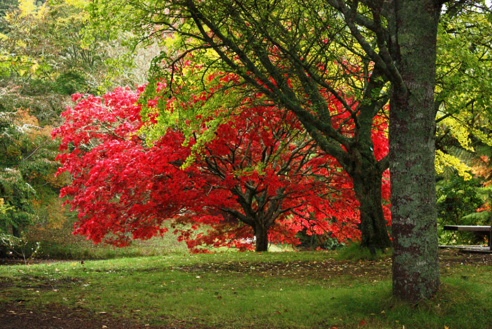 McLaren Falls Park in Autumn in New Zealand - Best Season