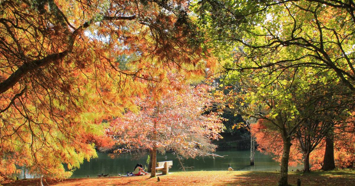 McLaren Falls Park in Autumn in New Zealand - Best Time
