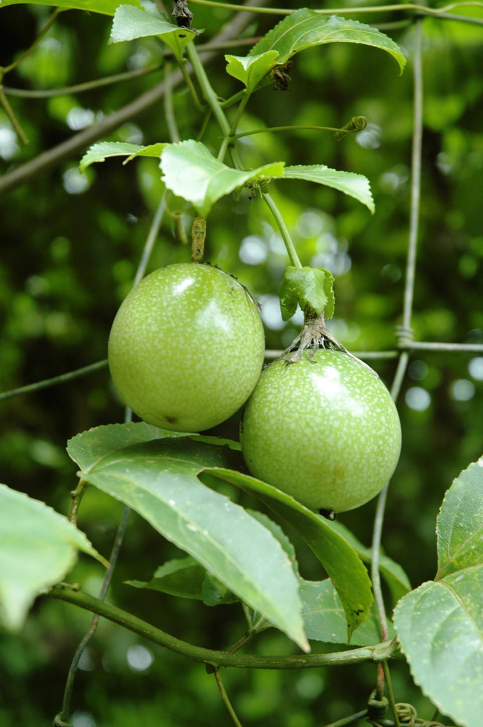Passionfruit in New Zealand - Best Season