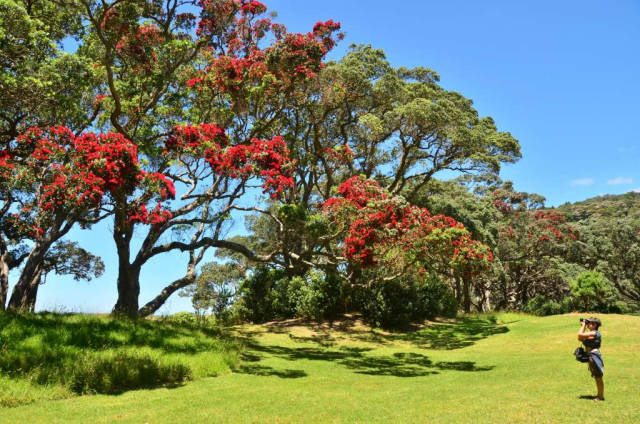 Best time for Pohutukawa Tree in New Zealand