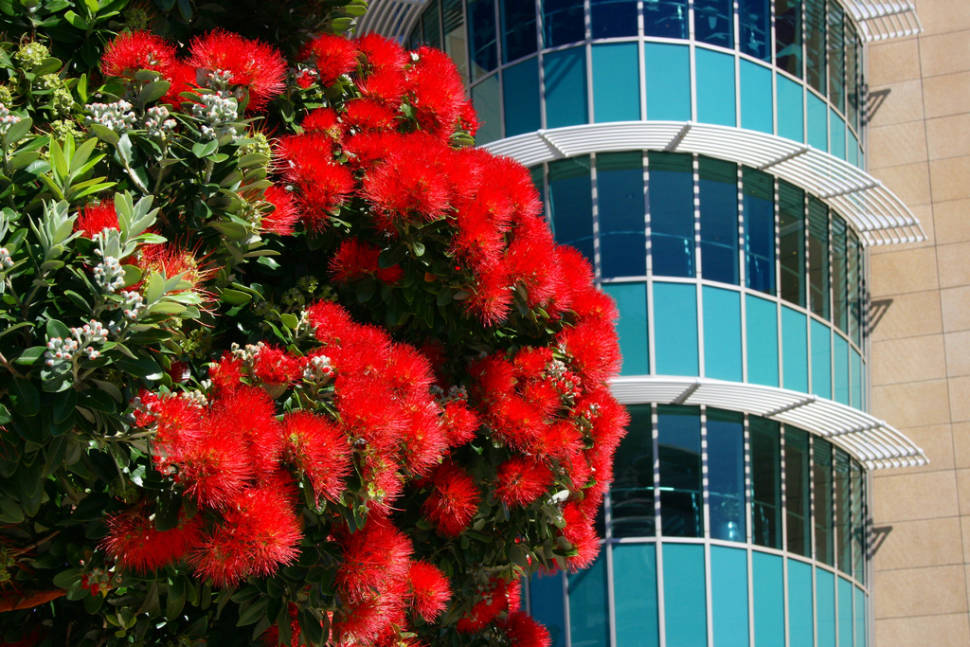 Pohutukawa Tree in New Zealand - Best Season