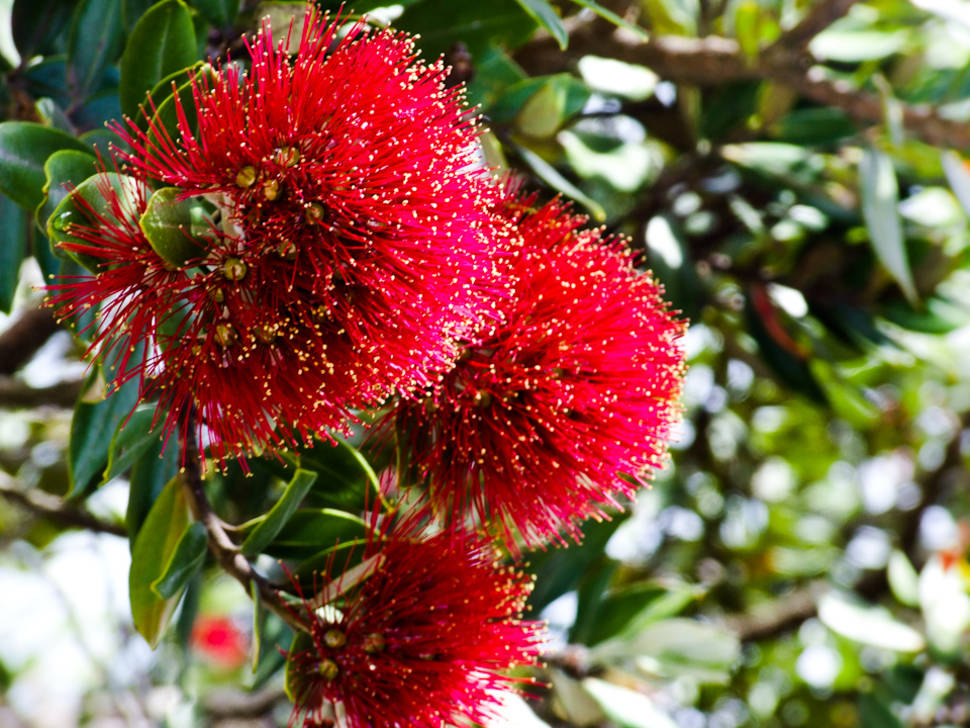 Pohutukawa Tree in New Zealand - Best Time