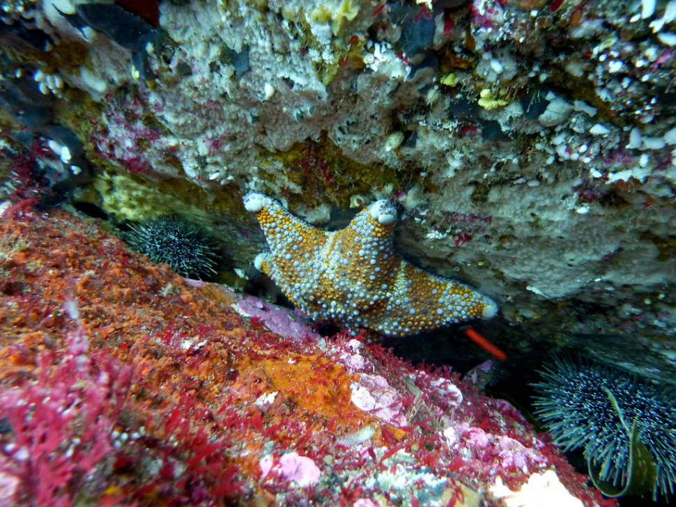Diving in Poor Knight Islands