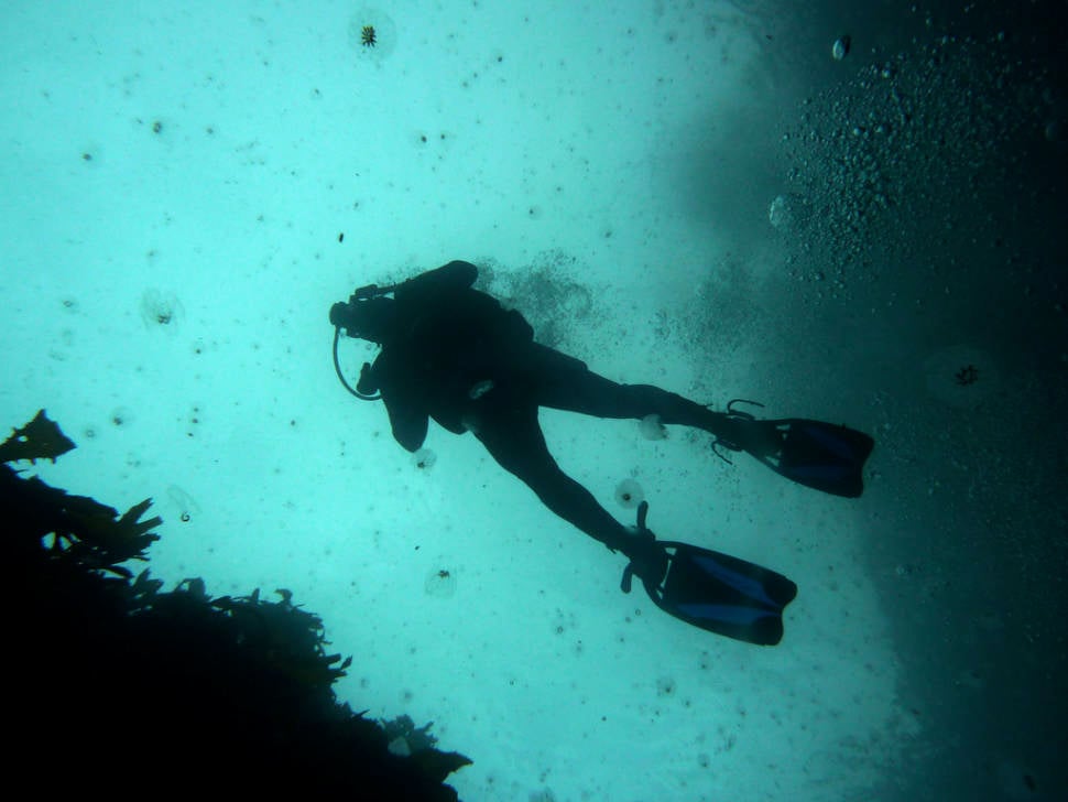 Scuba Diving in New Zealand - Best Time