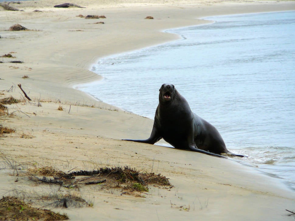 Best time for Sea Lions Breeding Season in New Zealand