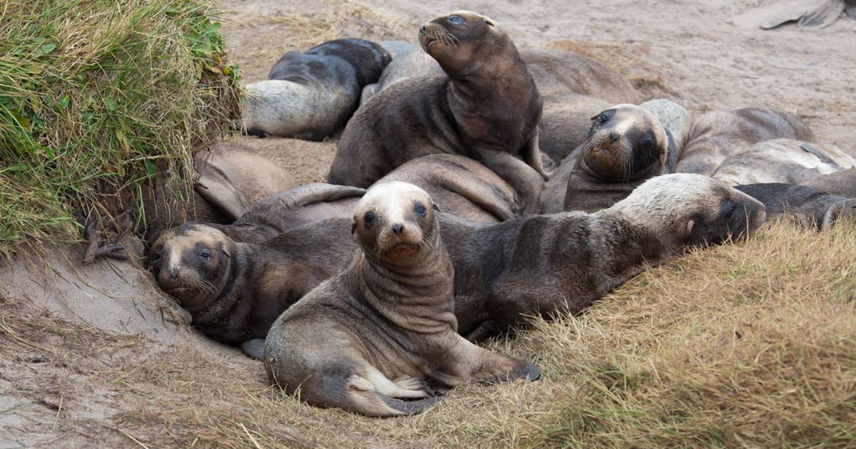 Sea Lions Breeding Season in New Zealand - Best Time