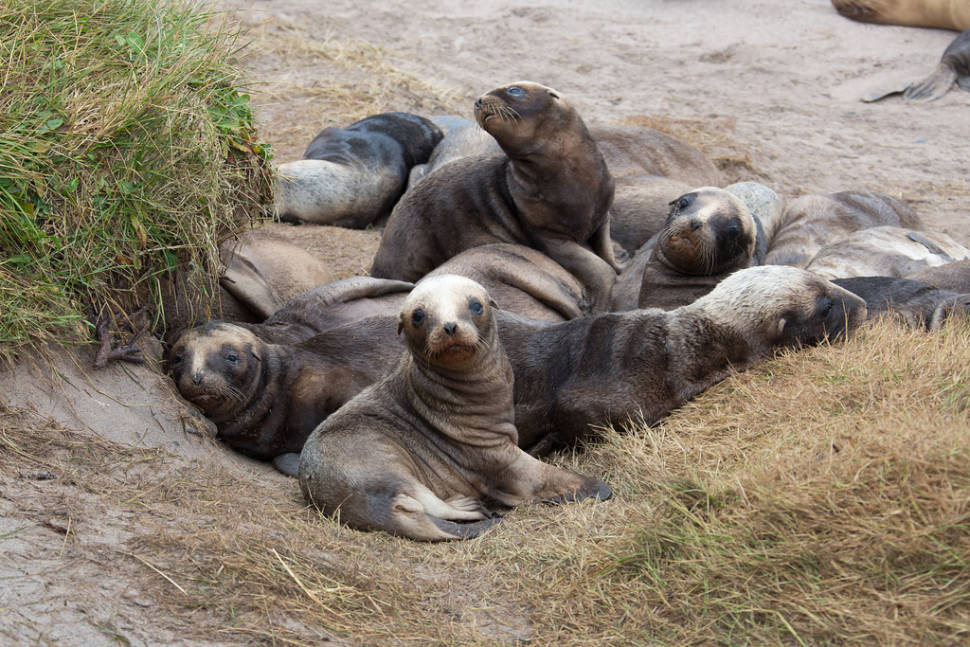 Sea Lions Breeding Season in New Zealand - Best Time