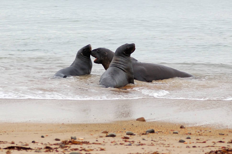 Sea Lions Breeding Season in New Zealand - Best Season