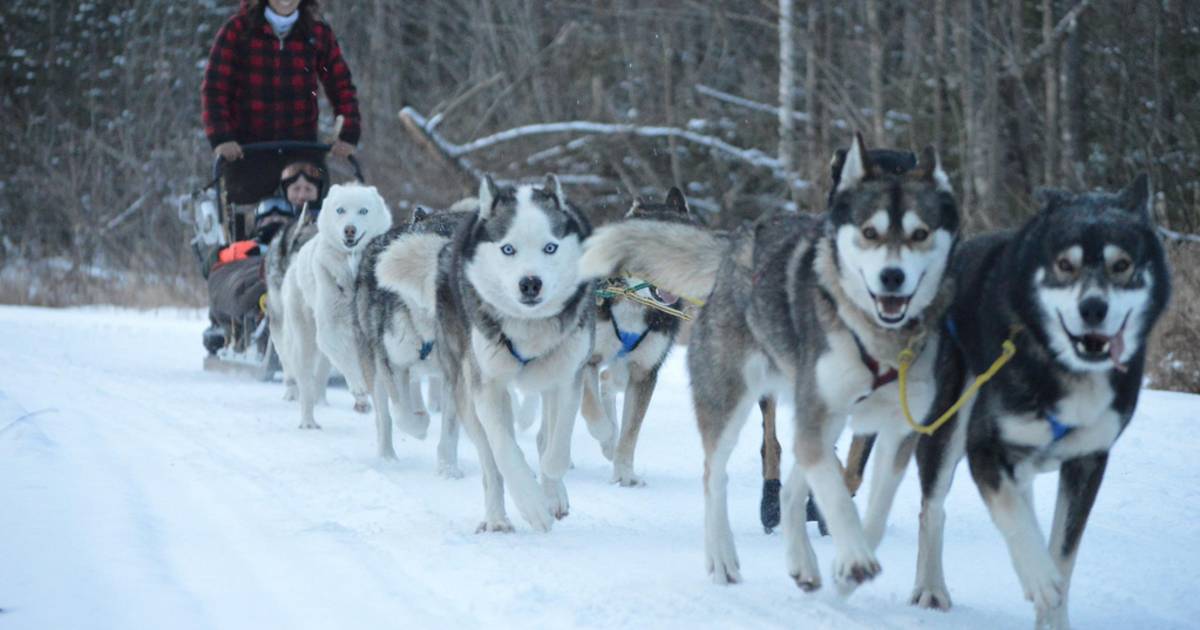 Sled Dog Experience in New Zealand - Best Time