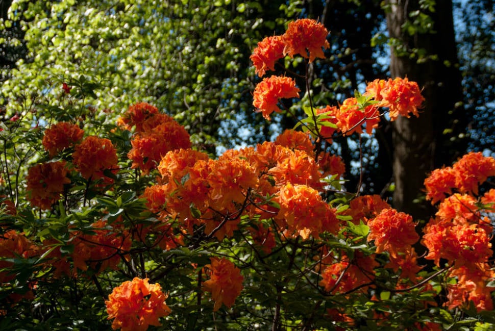 Lovely Bright Orange Blooms