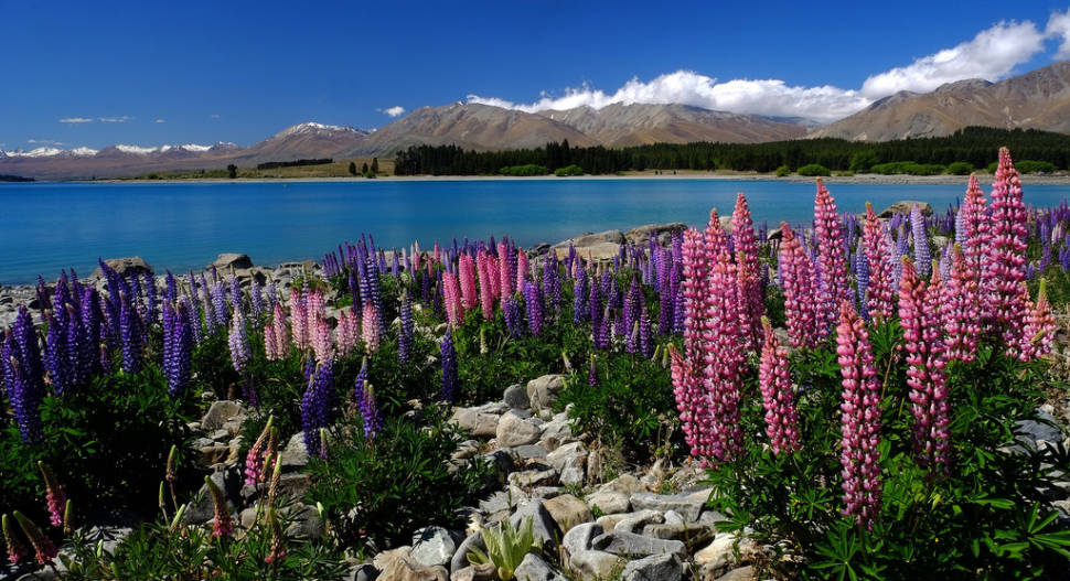 Spring in New Zealand - Best Time