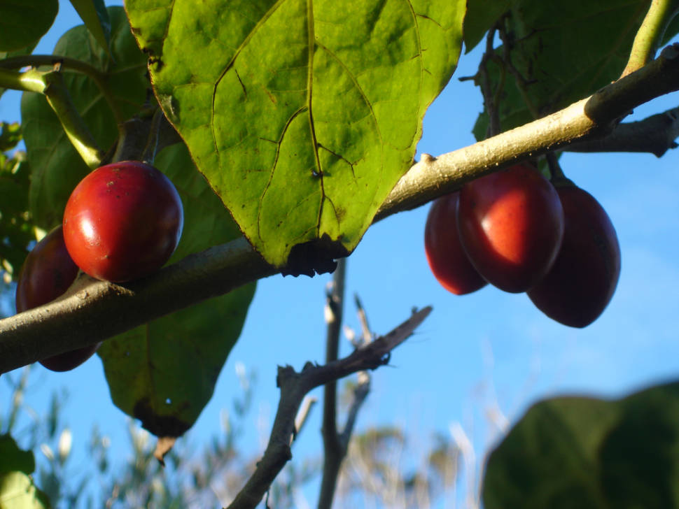 Tamarillo in New Zealand - Best Season