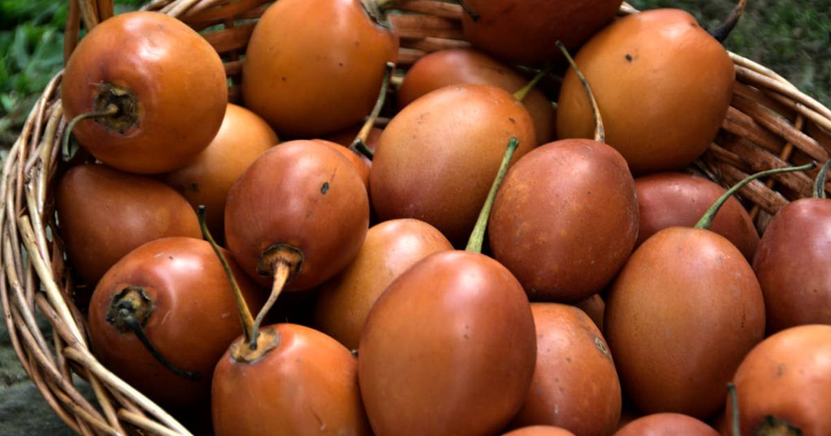 Tamarillo in New Zealand - Best Time