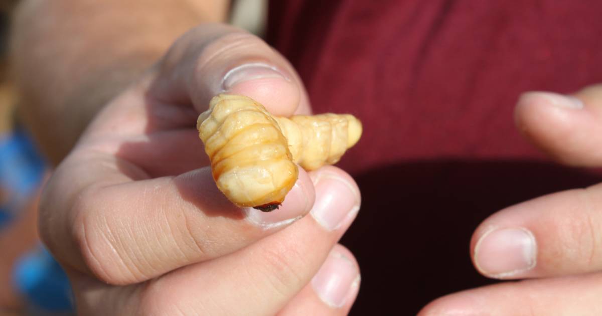 Hokitika Wildfoods Festival in New Zealand - Best Time