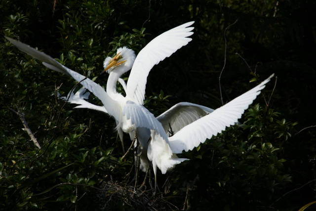 Best time for The White Heron Sanctuary Tours in New Zealand