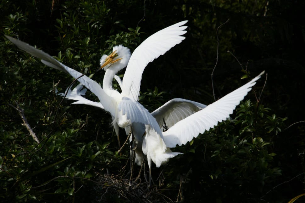Best time for The White Heron Sanctuary Tours in New Zealand