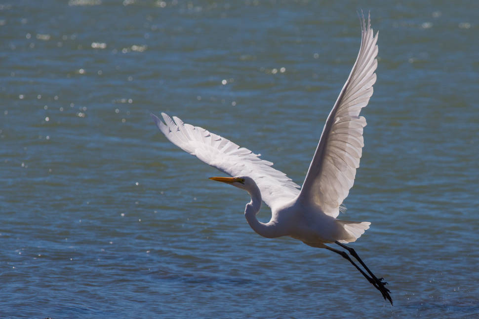 The White Heron Sanctuary Tours in New Zealand - Best Season