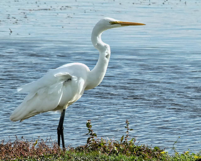Best time to see The White Heron Sanctuary Tours in New Zealand