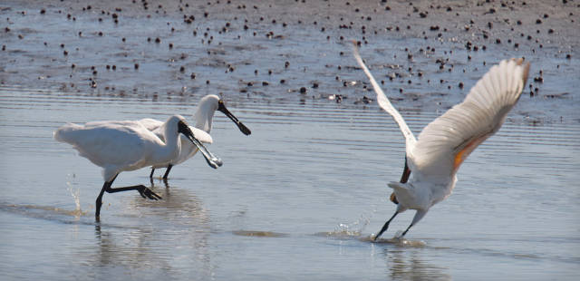 The White Heron Sanctuary Tours in New Zealand - Best Time