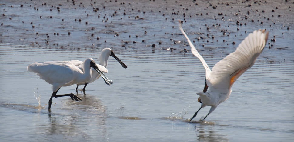 The White Heron Sanctuary Tours in New Zealand - Best Time