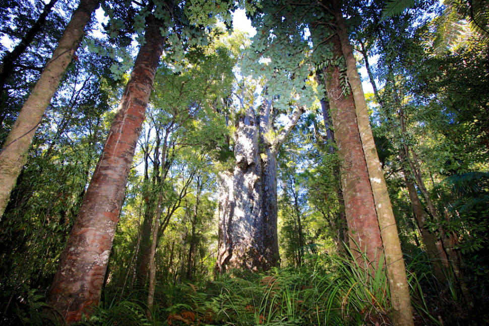 Te Matua Ngahere