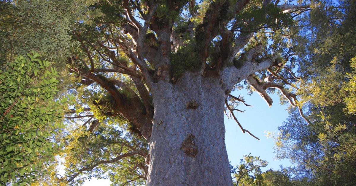 Waipoua Forest in New Zealand - Best Time