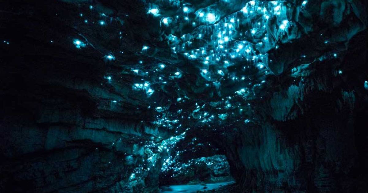 Waitomo Glowworm Caves in New Zealand - Best Time